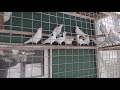 Пермские голуби зима