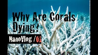 NanoVlog 01 - Why Are Coral Reefs Dying? - Snapchat Spectacles