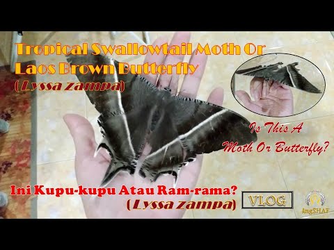 Video: Apakah yang dilambangkan oleh rama-rama swallowtail hitam?