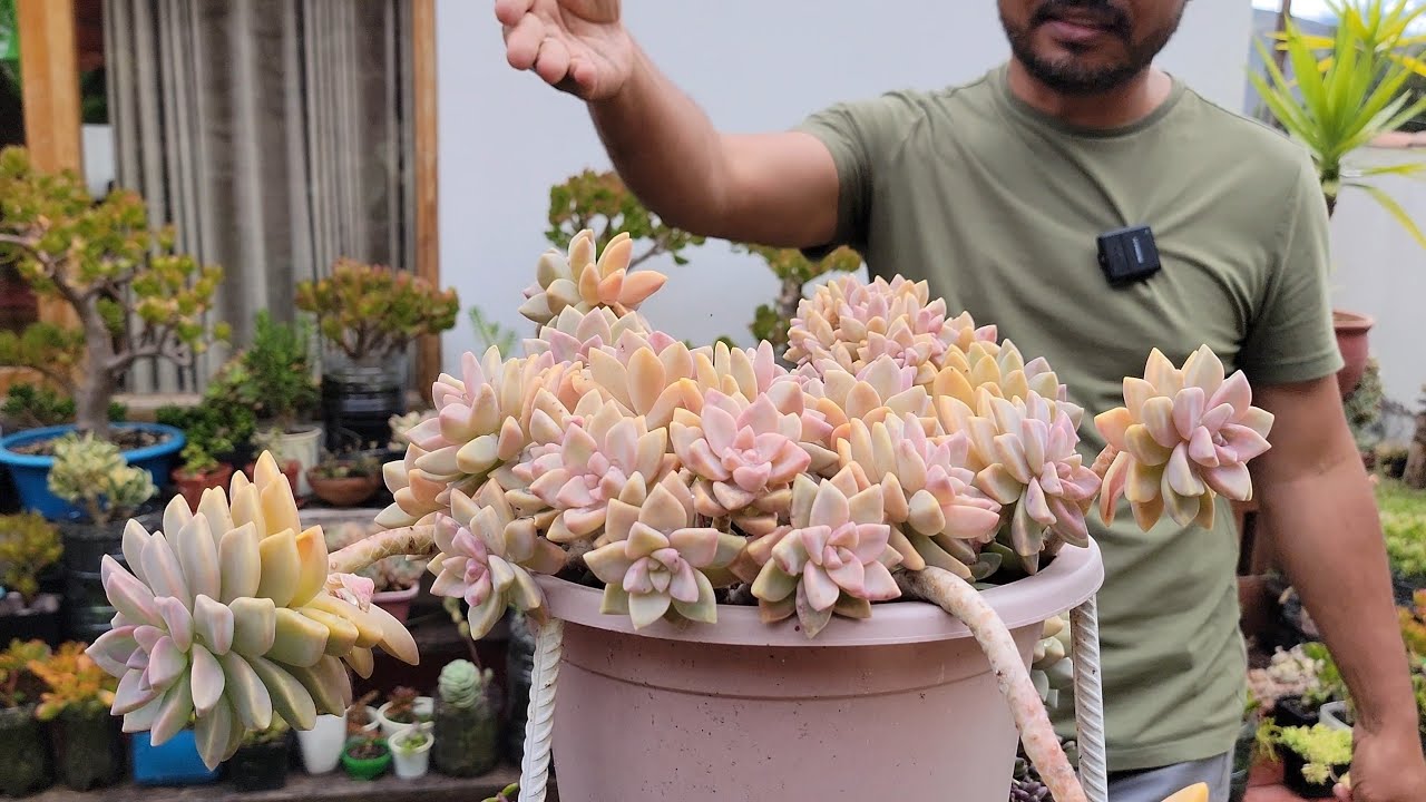 SUCULENTAS a la intemperie | Cómo cuidar a las SUCULENTAS durante LA ÉPOCA DE LLUVIA 🌧