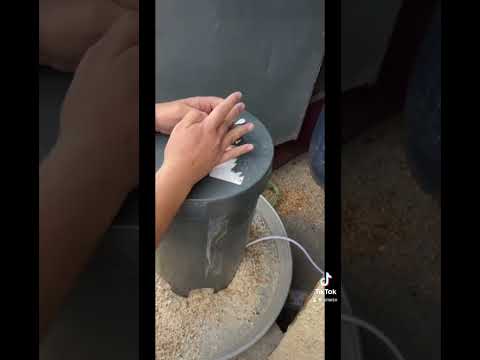 جاروشة اعلاف مال خبز يابس الى الاحد الاساتذة طيور تار باكستاني