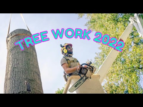 Tree Work 2022 Compilation - YouTube