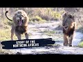 Avoca Male Lions - Story of The Northern Avocas as of Now - (Current status of The Northern Avocas)