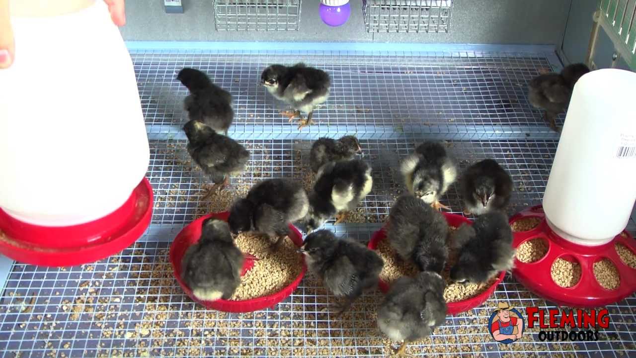 Chicken Brooder - Guide to Brooding Chicks - YouTube