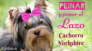 PEINAR y PONER el LAZO al Yorkshire Terrier