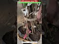 macadamia grafted 849 #grafted #macadamianuts #macadamianut #tamilnadu #coimbatore #kerela#chennai