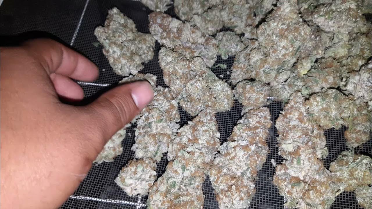 bubble bath lit farms indoor cannabis harvest dry and cure YouTube