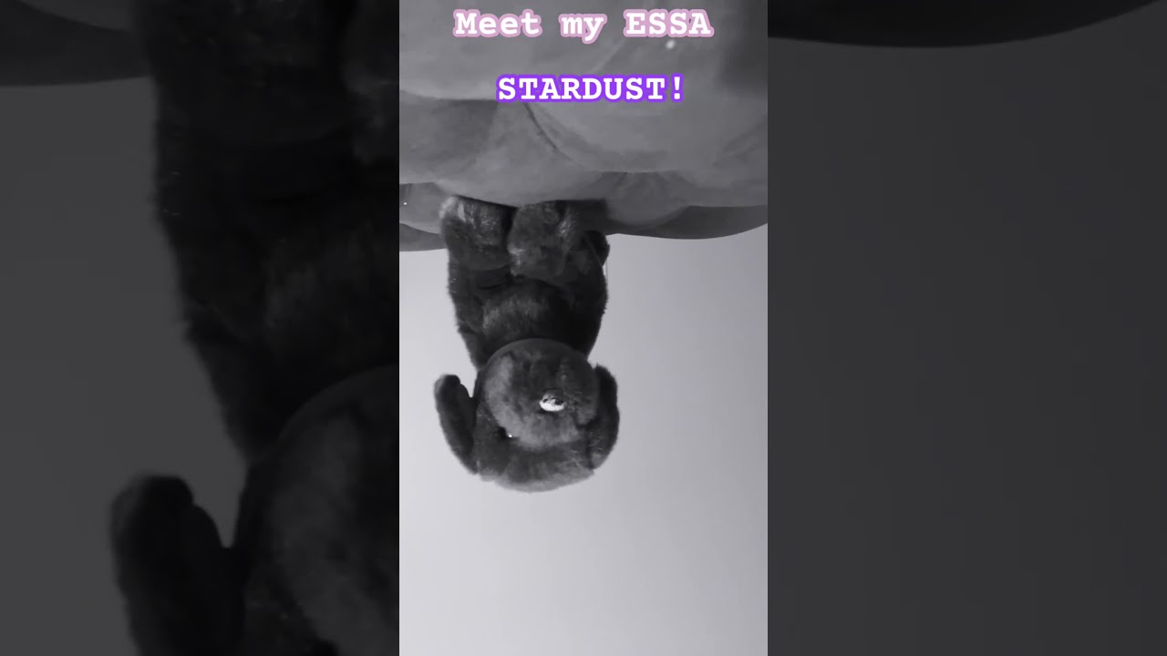 Just Did This Trend Bc Why Not For An Introduction Essa Dog Emotionalsupportstuffedanimal