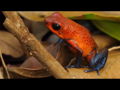 Why animals use bright colors to warn or attract others