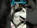 Pack Animals: They have a strong pack mentality.  #pettalk #husky Mp3 Song