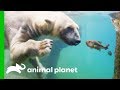 Polar Bears Show Off Their Hunting Abilities | The Zoo: San Diego