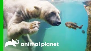 Polar Bears Show Off Their Hunting Abilities The Zoo San Diego
