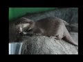 Otter eating a mouse