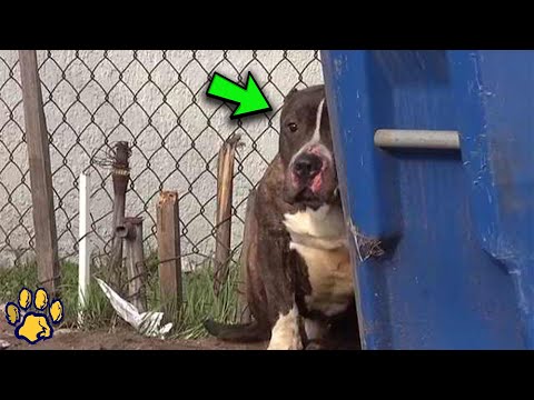 Video: Is pit bulls knus?