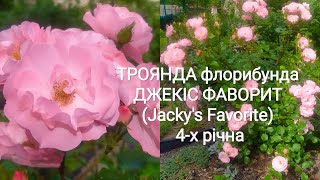 4 червня цвітіння троянди Джекіс Фаворит (Jacky's Favorite) 4-х річка