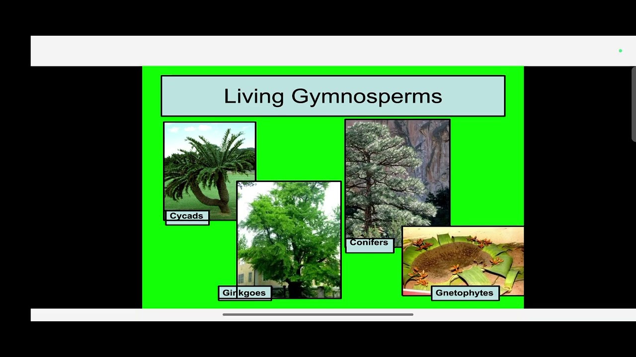 Gymnosperm