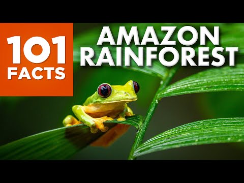 Amazon Rainforest बद्दल 101 तथ्ये