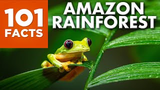 101 Facts about the Amazon Rainforest