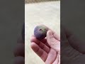 I258 Air Layer Update and My Last Fig of 2025? #figs #figtree #fruit