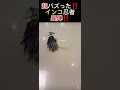 忍者インコ‼️いざ出陣❗🦜🥷