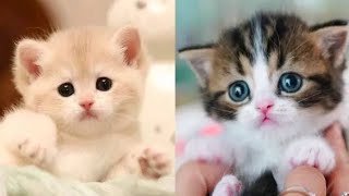 Funny Animal Videos 2022 || Best Dogs And Cats Videos || cute cats by Love kittens 😻 7 views 1 year ago 1 minute, 20 seconds