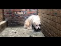Homeless dog rescue video and help a stray dog back to the world again