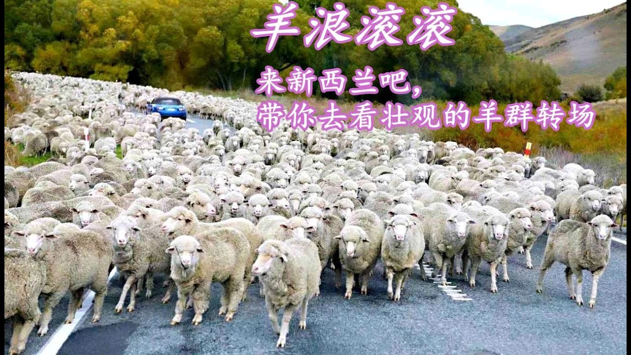 羊浪滚滚 来新西兰看壮观的羊群转场 美迹 踏着美的足迹 走遍新西兰 Youtube 羊浪滚滚 来新西兰看壮观的羊群转场 美迹 踏着美的足迹 走遍新西兰 Youtube