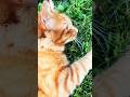 Im Lookin For A Cat Https Youtu Be TG6tVDh S94 Si JqgUfVq8L0wAubRy Im Lookin For A Cat Https Youtu Be TG6tVDh S94 Si JqgUfVq8L0wAubRy