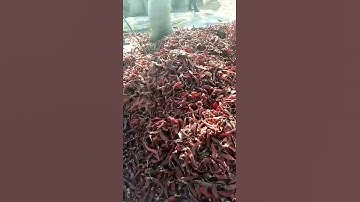Thumbnail of Lombok busuk pembuatan saos