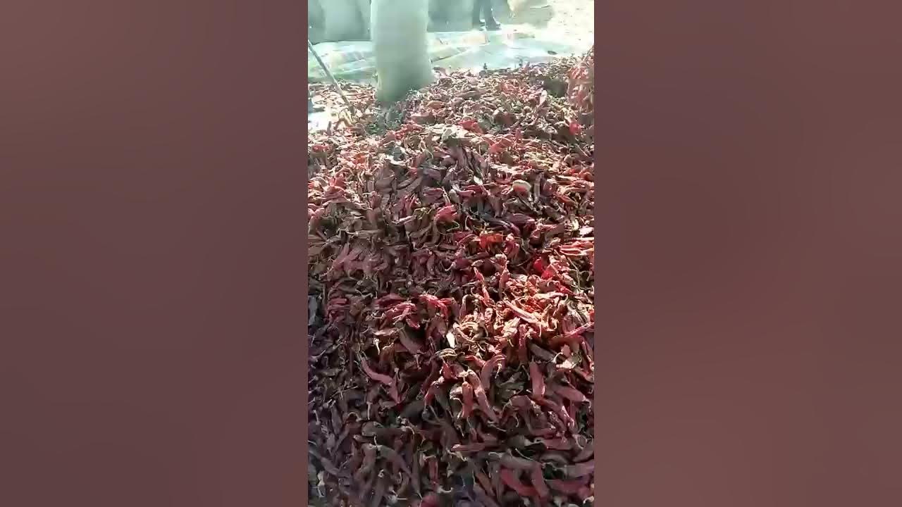 Lombok busuk pembuatan saos