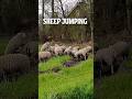 A flock of happy sheep jumping