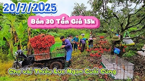 CHỢ VẢI CUỐI CÙNG MÙA TẠI LỤC NGẠN VÀ THĂM VƯỜN BÁN HƠN 30 TẤN QUẢ VẪN SAI TRĨU I NÚI ĐỒI LỤC NGẠN