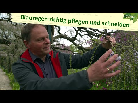 Video: Glyzinie wird nicht blühen: Wie man eine Glyzinie zum Blühen bringt