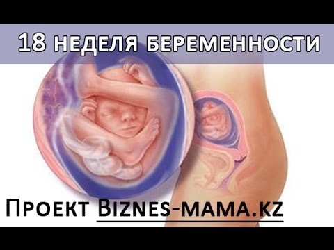 18 недель слабость