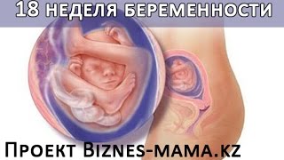 Эмбрион 18 Недель Фото