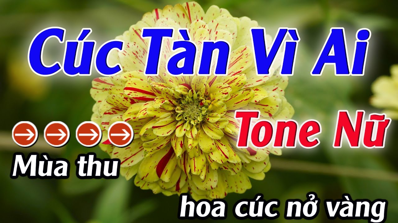 Karaoke Cúc Tàn Vì Ai Karaoke Tone Nữ Beat Hay Nhất 2025 Karaoke Mê Nhạc Sống