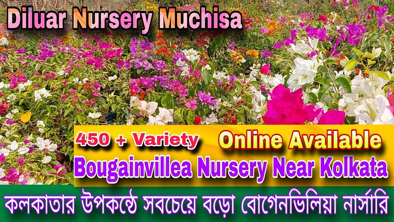 বোগেনভিলিয়ার সবচেয়ে বড় নার্সারি কলকাতার উপকন্ঠে / Diluar nursery in muchisa / bougainvillea nursery