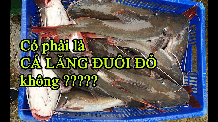 Cá lăng và cá tầm cá nào đắt hơn