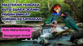 Masteran Tengkek Buto Gacor Suara Jernih & Terapi Air Agar Burung Tidak Stres !!
