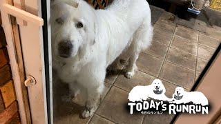 泥足で帰ってきたけど甘える作戦で事なきを得たルンルンです　Great Pyrenees　グレートピレニーズ