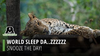 World Sleep Da..Zzzzz: Snooze The Day! by Wildlife SOS 1,060 views 2 months ago 41 seconds