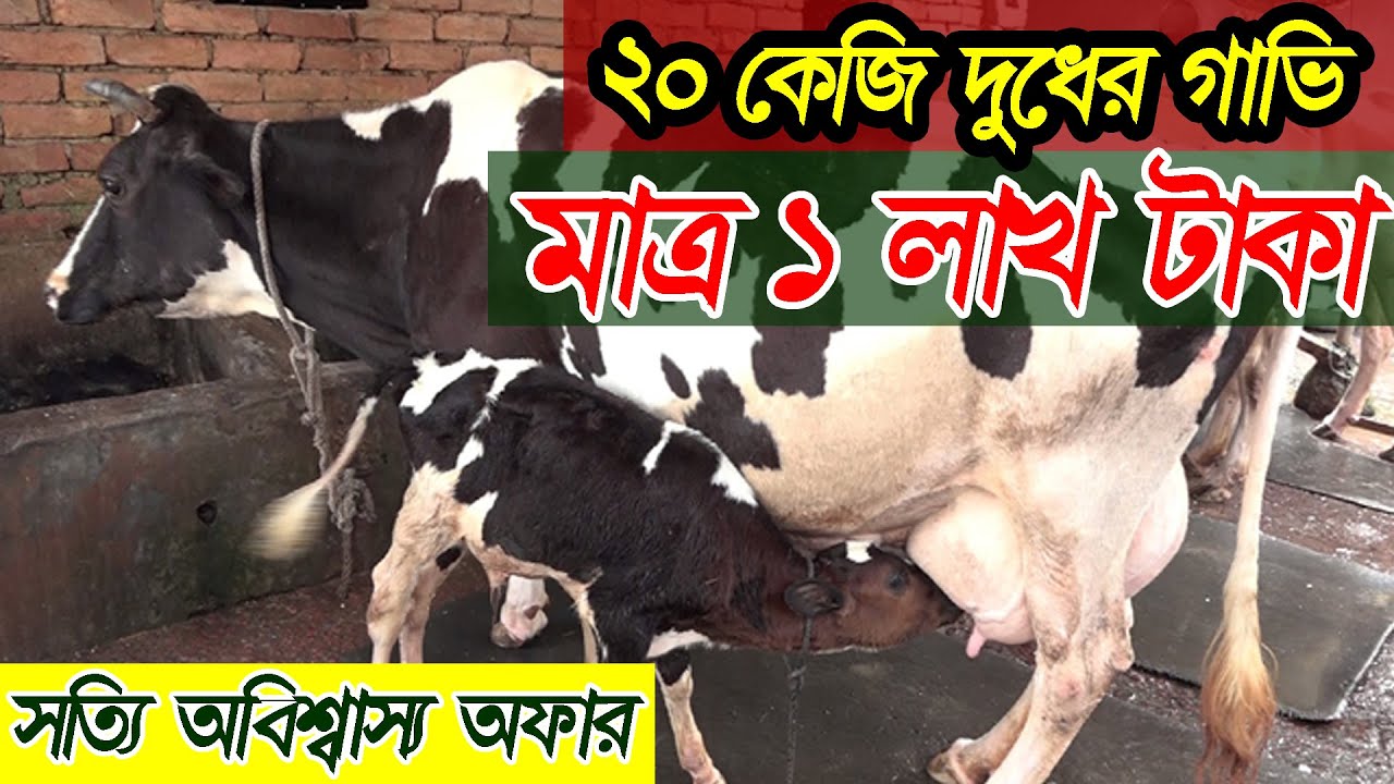 ২০ কেজি দুধের গাভীর দাম মাত্র ১ লাক, গাজীপুরের জাহাঙ্গীর ভাই ডেইরি খামার বিক্রি করে দিবেন।