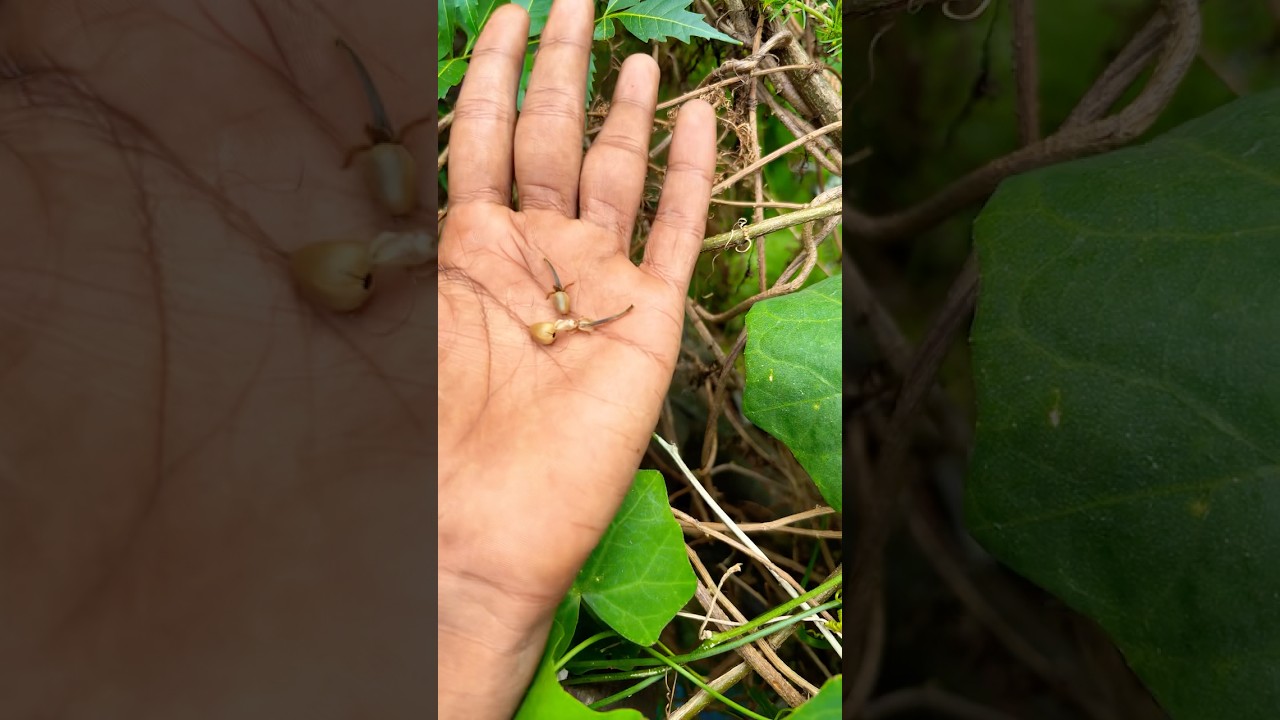 Азиатские жуки, которых вы никогда🤯😨 не видели 