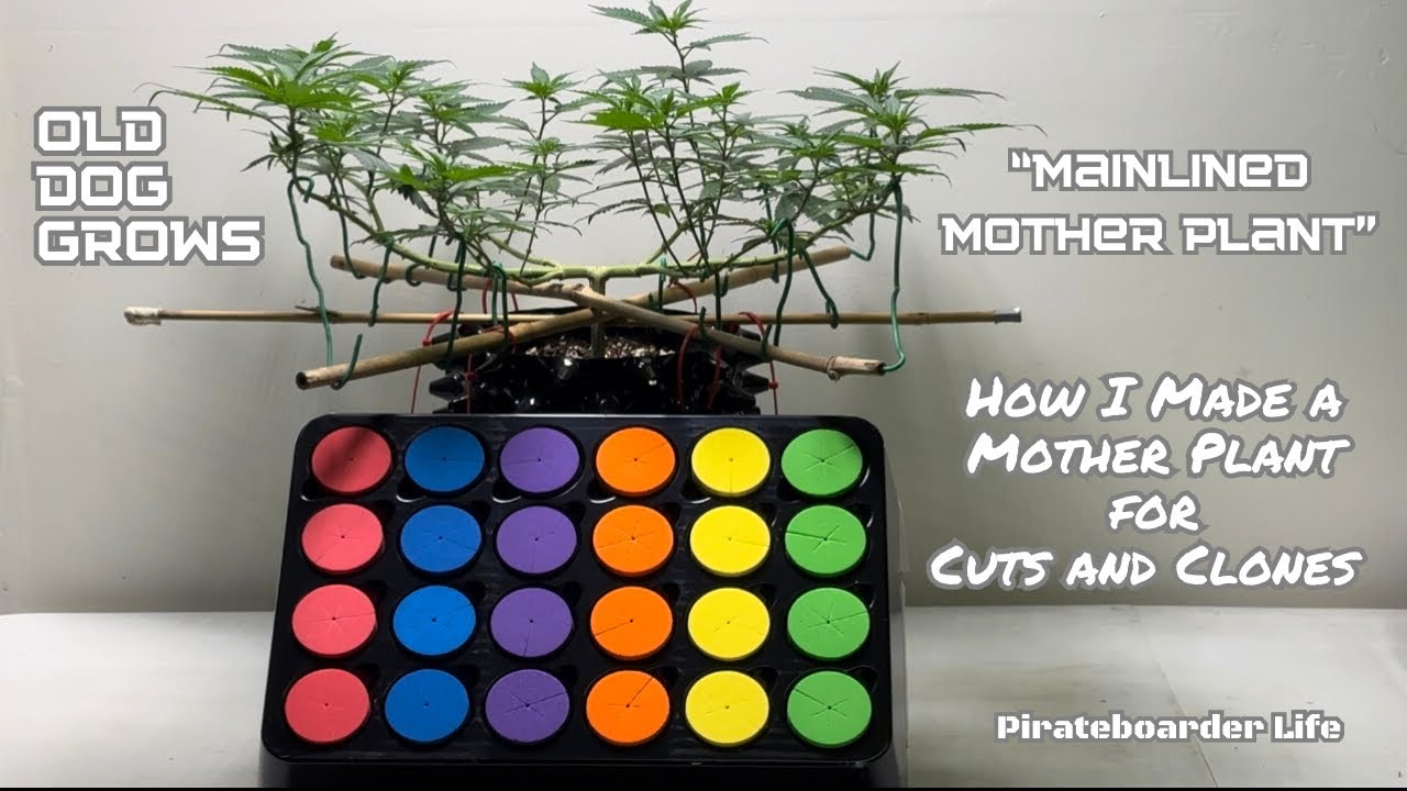 ODG’s “Mainlined Mother Plant” How I Made a Mother Plant for Cuts and Clones…Legal at the Love