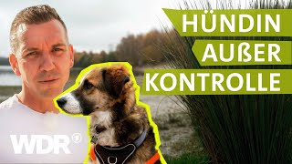 Starker Jagdtrieb: So klappt der Rückruf beim Hund | Hunde verstehen | S07/E02 | WDR by WDR 104,036 views 2 weeks ago 24 minutes