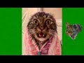 Funny Cats and Dogs Videos 😹 - Funniest Animal Videos 2023 😻 #24