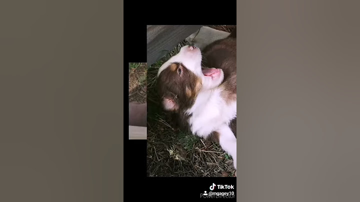 on va adopter une autre chienne ❤