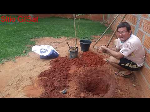 Vídeo: Como Se Preparar Adequadamente Para O Plantio E Plantio De Macieiras E Pereiras - 3