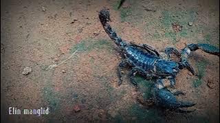 cinematic alam √ hewan Scorpions || cinematic video 30 detik cinematic desa