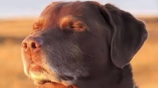 Trumps going to come #funnyvideo #memesdaily